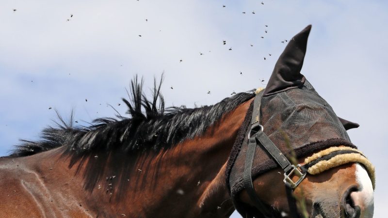 Are Horse Flies Aggressive