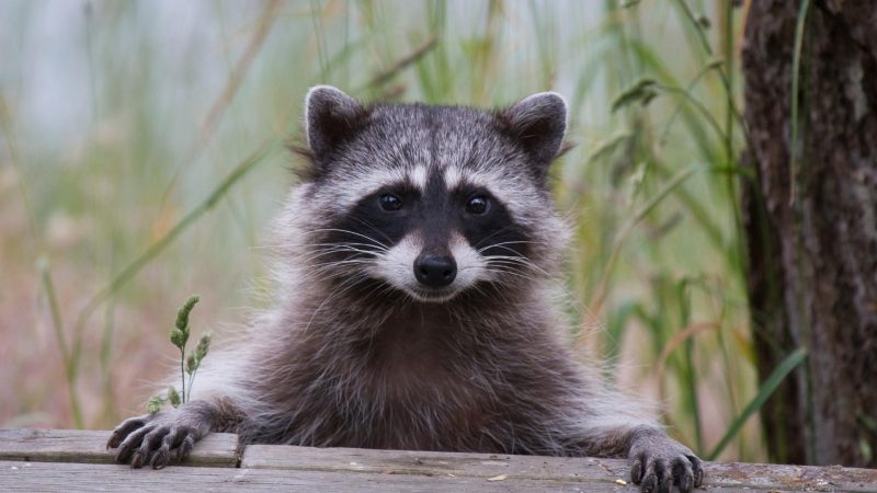 Are Raccoons More Aggressive During the Day