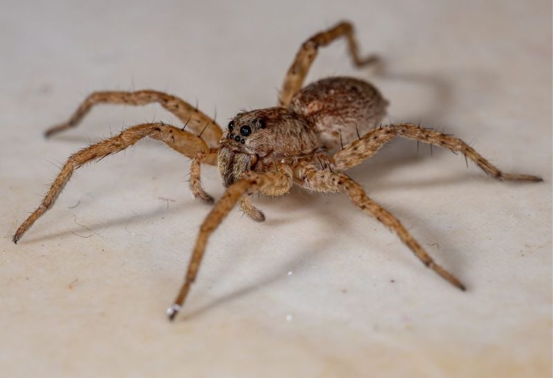 Are Wolf Spiders Poisonous Important Facts!
