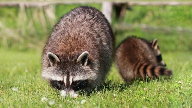 Can Baby Raccoons Survive Without Their Mother