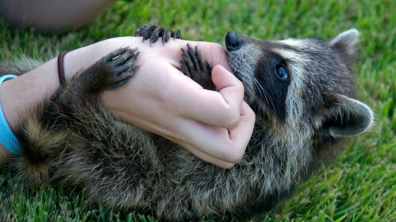Can Raccoons Be Pets