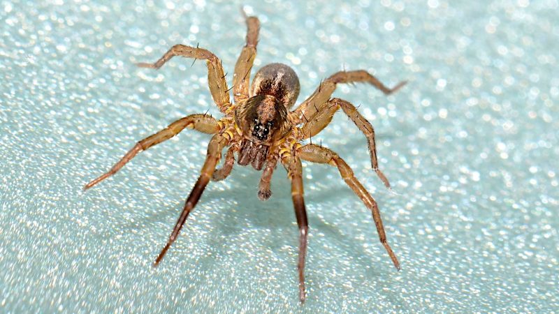Can Wolf Spiders Jump