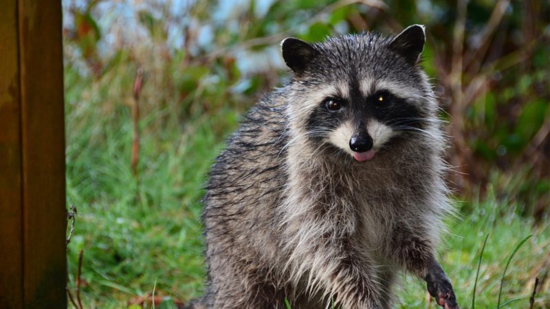 Can You Domesticate a Raccoon