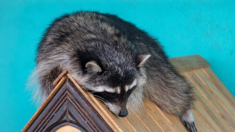 Can You Potty Train a Raccoon