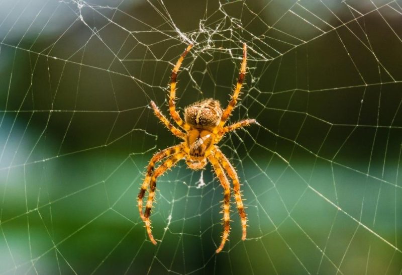 Common Spiders of Missouri