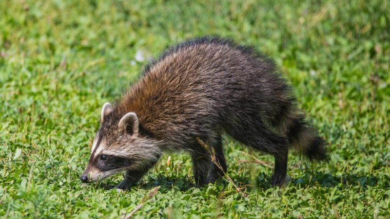 Do Baby Raccoons Have Diseases