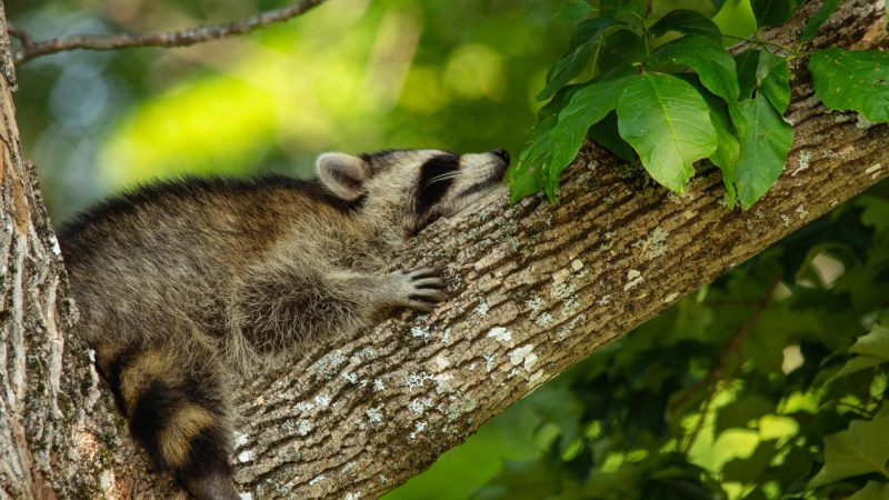 Do Baby Raccoons Sleep a Lot