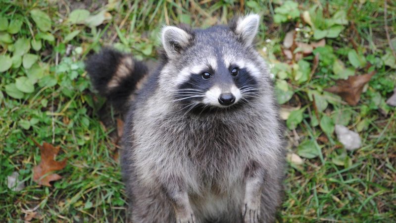 Do Raccoons Make Good House Pets