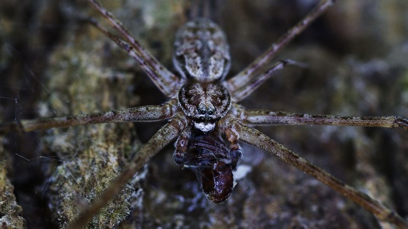 How Aggressive Are Wolf Spiders