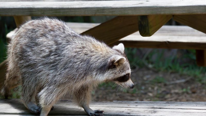 How Do You Tell if a Raccoon Is Pregnant