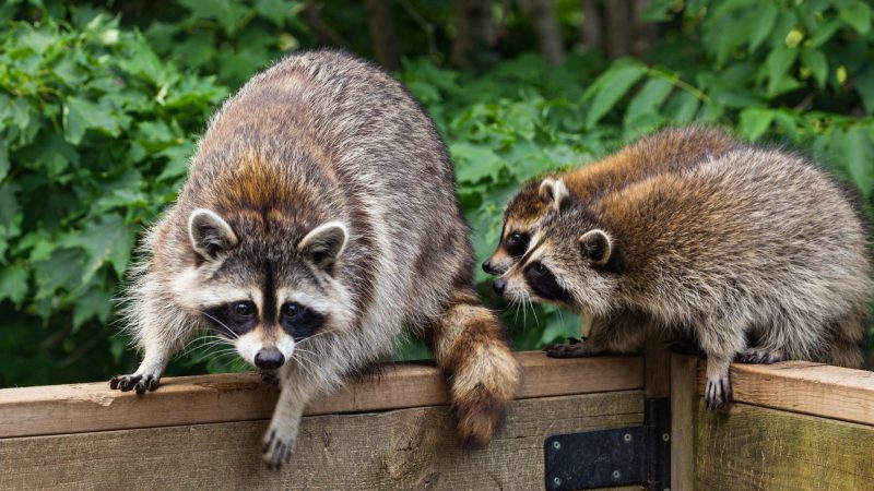 How Many Babies Do Raccoons Have