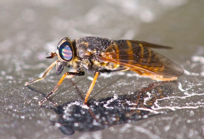 How to Get Rid of Horse Flies A Complete Guide