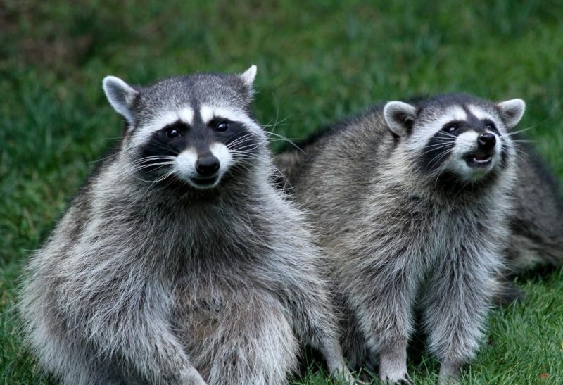 How to Know if a Raccoon Has Babies