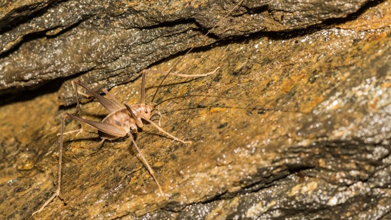 Are Camel Crickets Dangerous? | Information and Facts - Pest Samurai