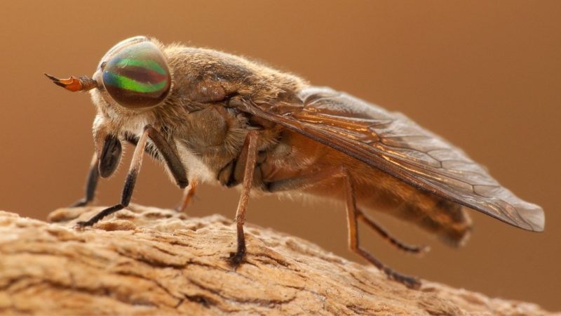 What Are Horse Flies