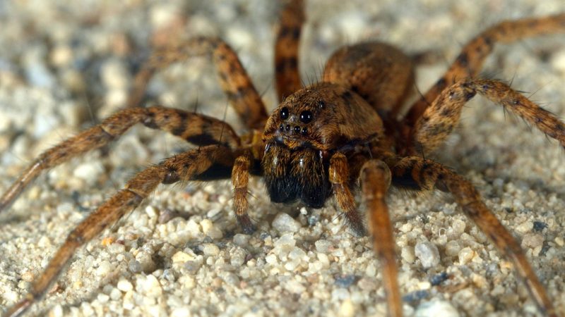 What Are Wolf Spiders