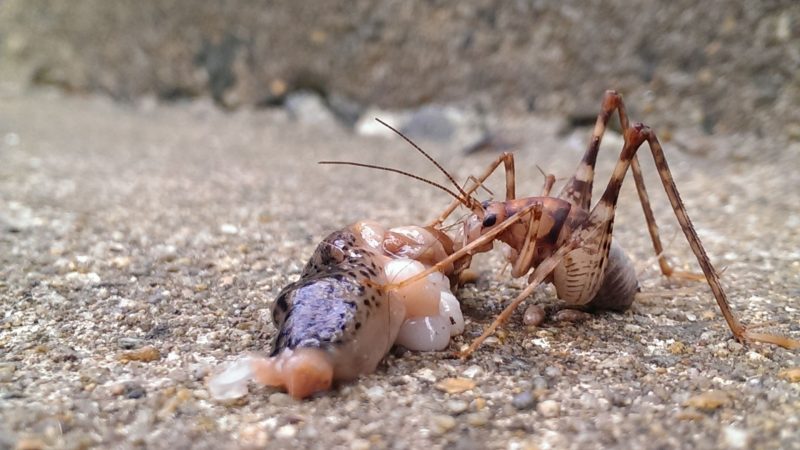 Are Camel Crickets Dangerous? | Information and Facts - Pest Samurai