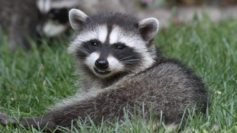 What Does a Baby Raccoon Look Like