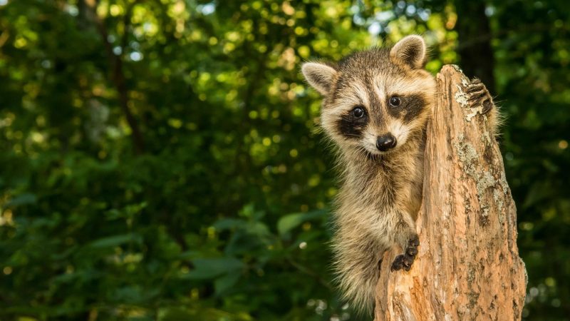 What Happens if You Touch a Baby Raccoon