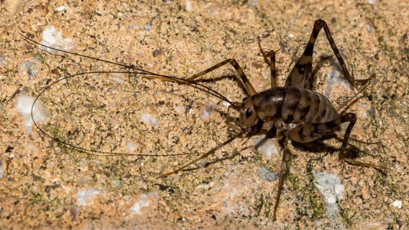 Are Camel Crickets Dangerous? | Information and Facts - Pest Samurai