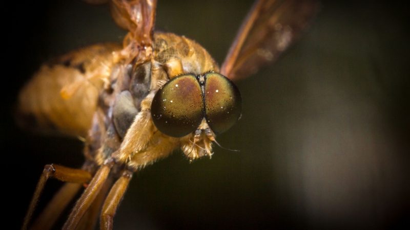 What Time Are Horse Flies Most Active