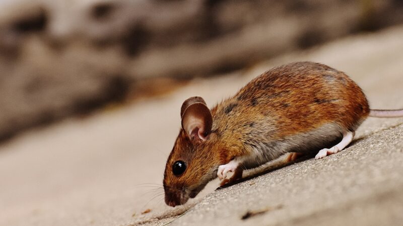 Where Do Mice Nest in the Garage