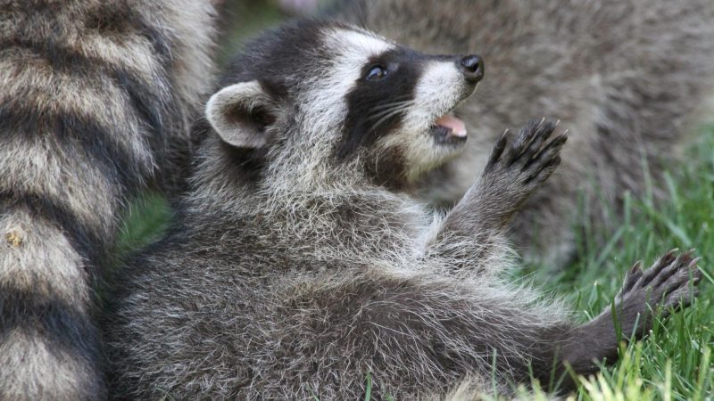 Why Do Baby Raccoons Cry