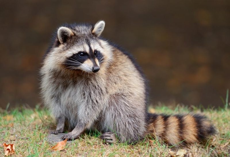 Why You Should Not Have a Raccoon as a Pet