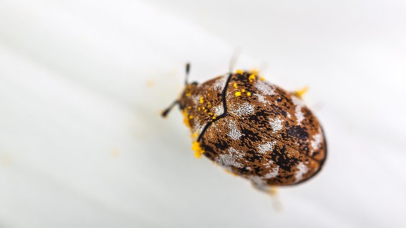 Adult Carpet Beetles