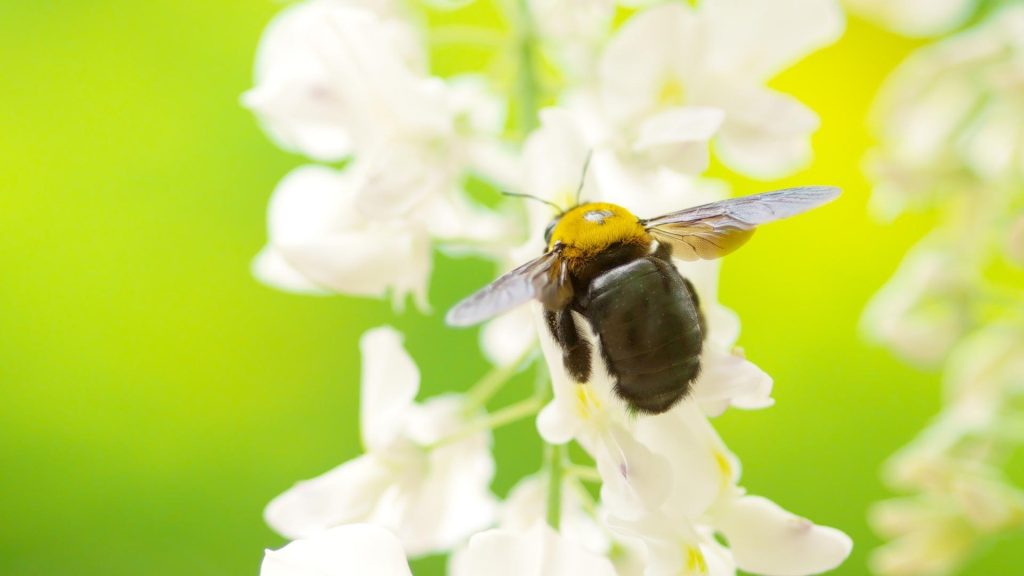 Are Carpenter Bees Black