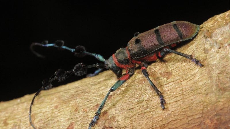 Are Longhorn Beetles Destructive