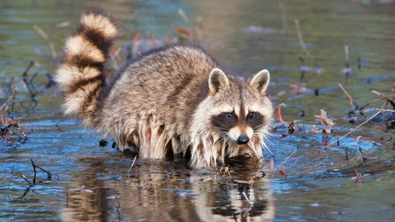 Are Pet Raccoons High Maintenance