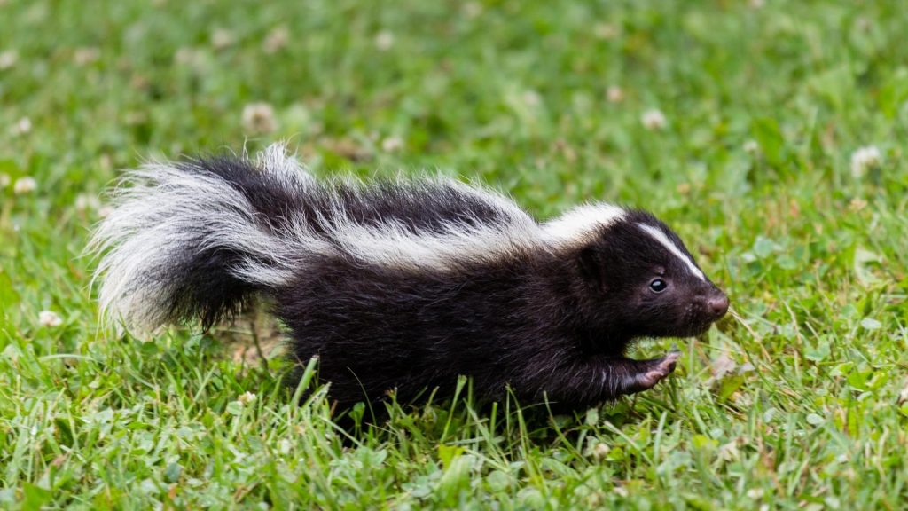 Are Skunks Bad to Have Around