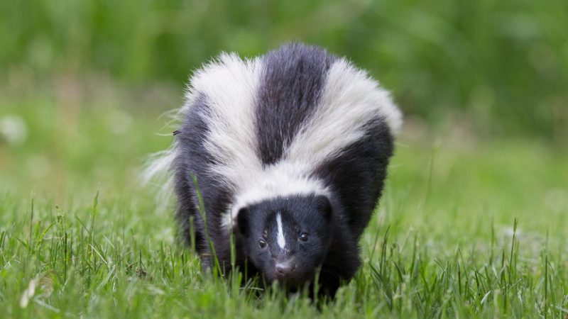 Are Skunks More Active in Spring