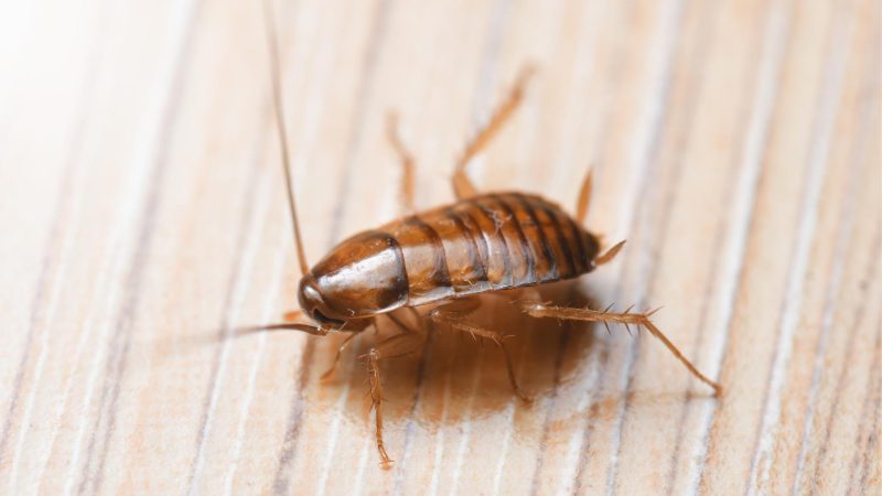 Baby cockroach