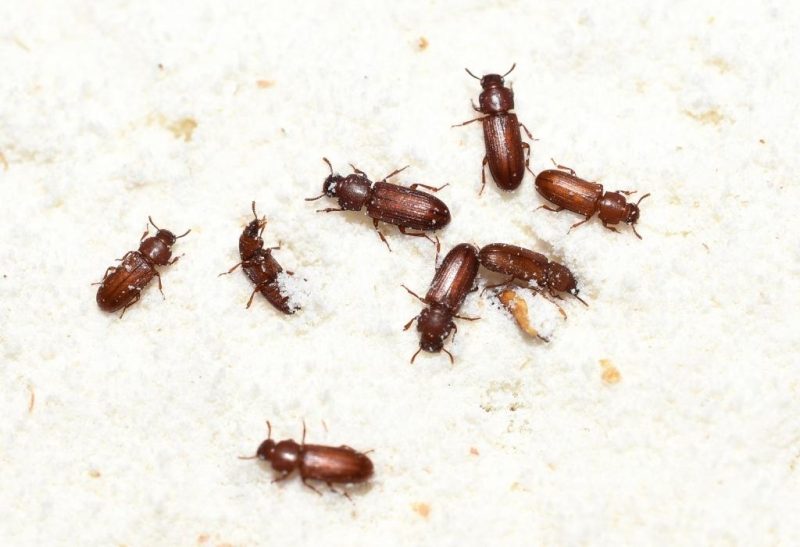 Bugs That Look Like Baby Roaches