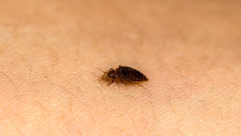 Can Baby Bed Bugs Play Dead