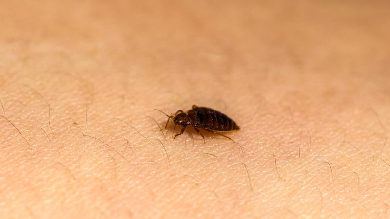 Do Baby Bed Bugs Bite Frequently Asked Questions About Bed Bug Nymphs Pest Samurai