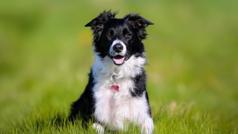 Can Skunk Spray Hurt a Dog