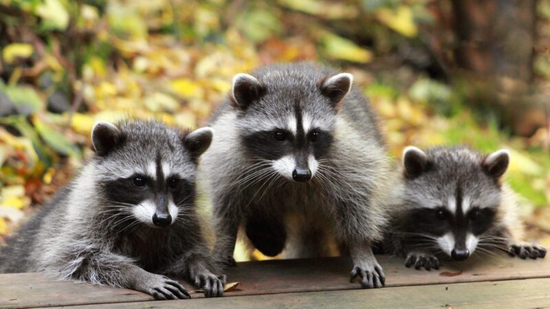Can a Baby Raccoon Have Rabies