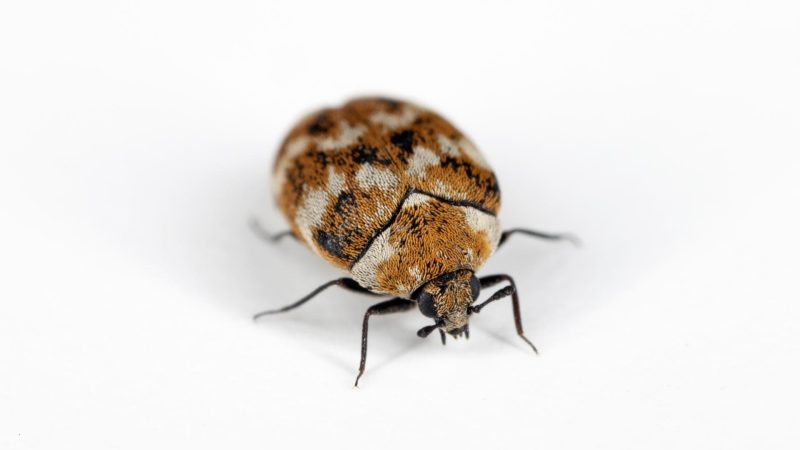 Carpet Beetle