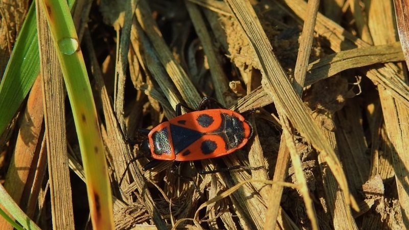 Click Beetles