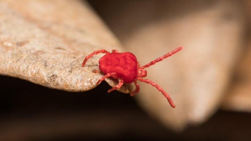 Clover Mites