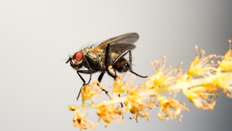 Cluster Flies