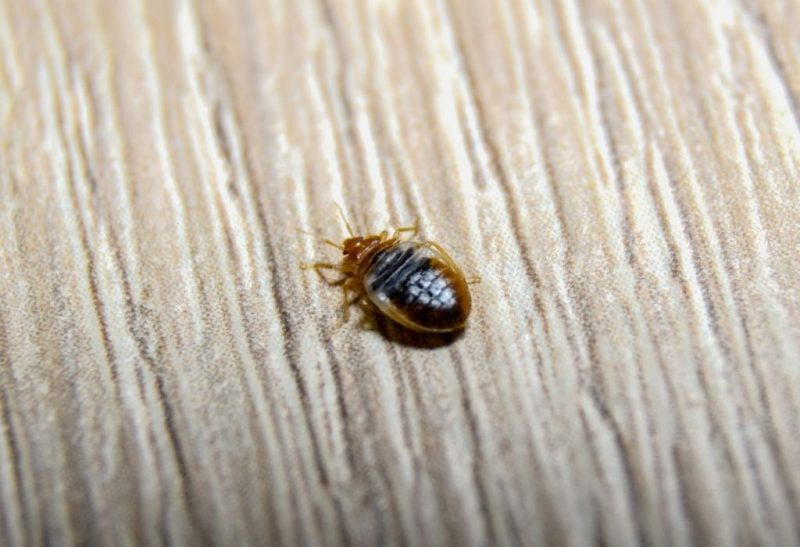 Do Baby Bed Bugs Bite