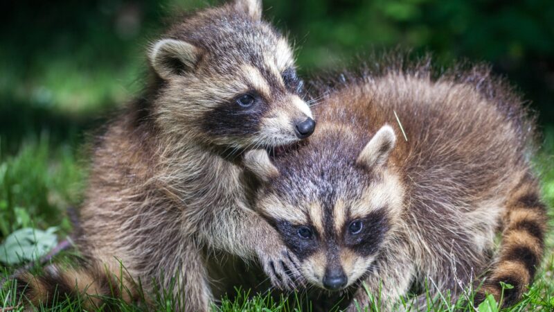 Do Raccoon Siblings Stay Together