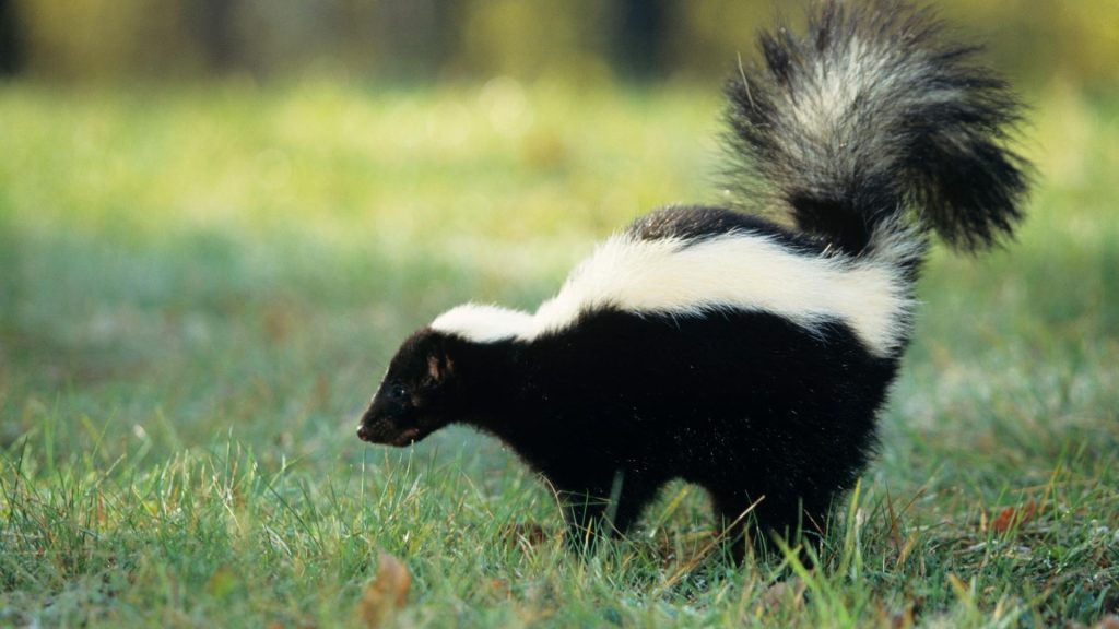 Do Skunks Come Out in Spring