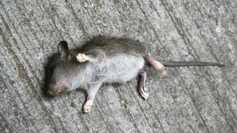 Does the Smell of Dead Mice Attract More Mice