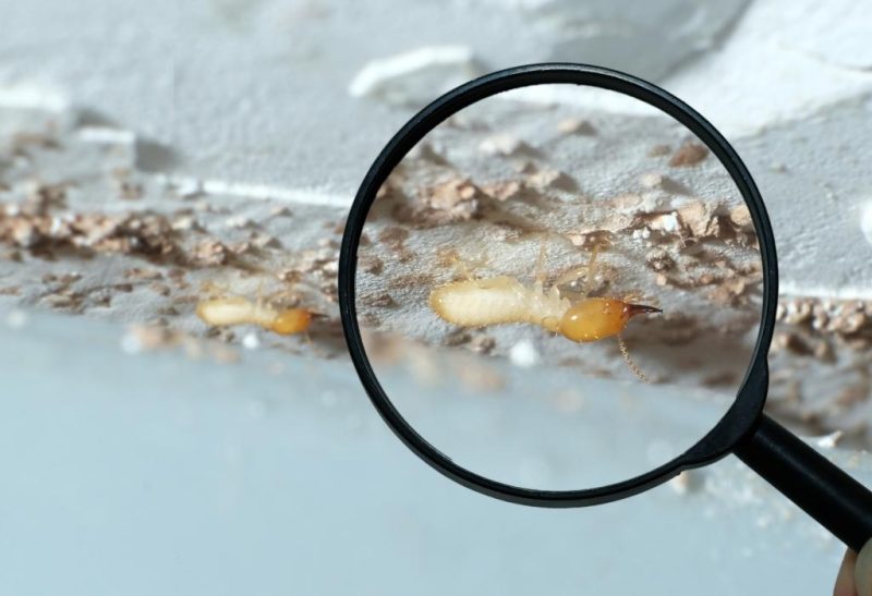 Early Signs of Termites in Walls and How to Detect Them