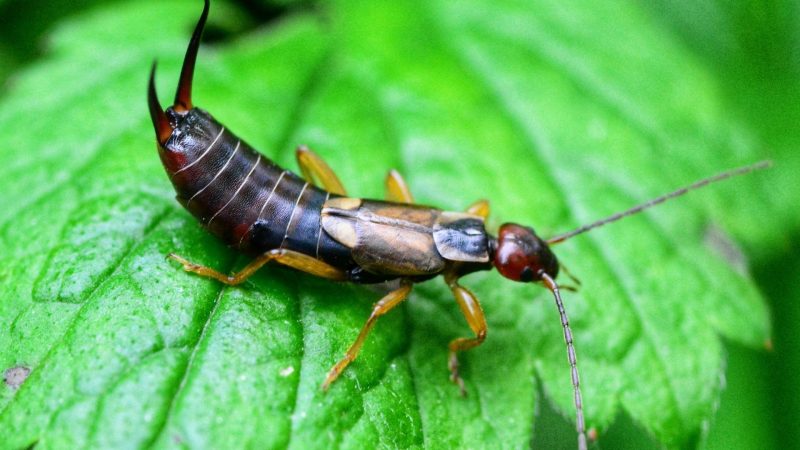 Thin Black Long Skinny Black Bug In House Jack Forum Portrait Gallery   Earwigs E1642070186142 